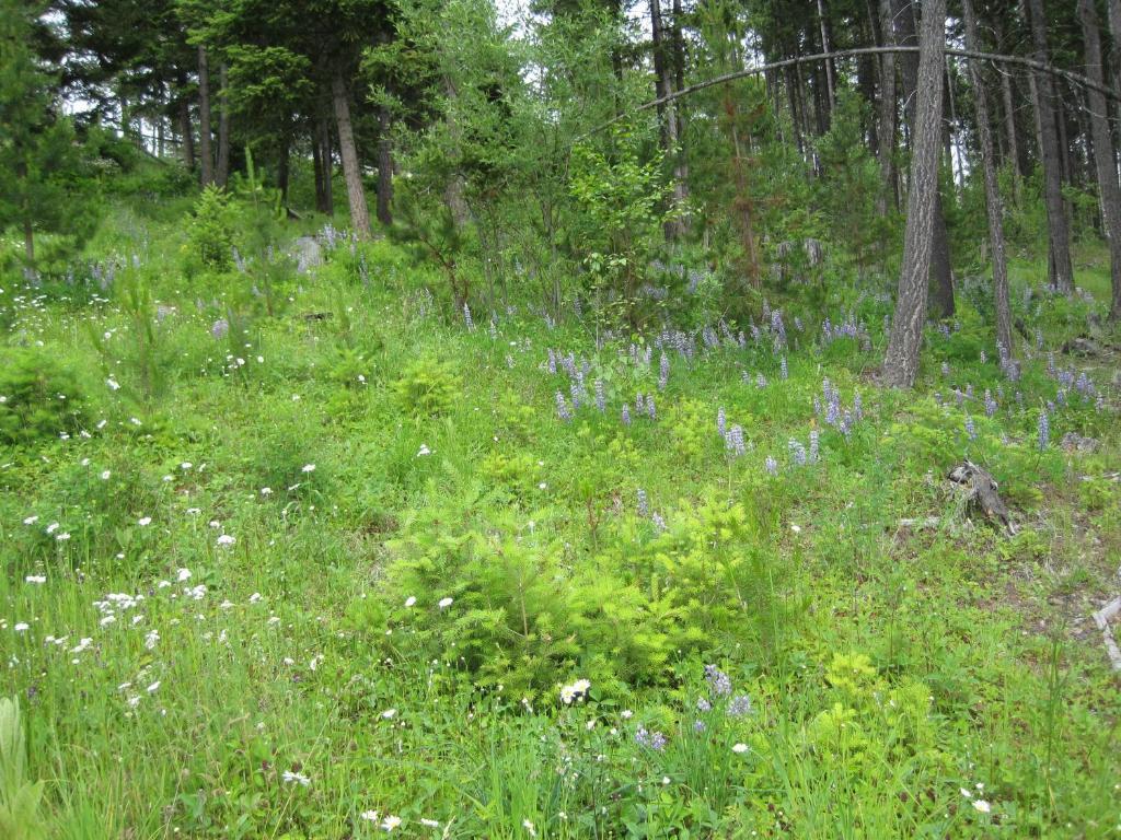 Wild Nature B&B Kelowna Exterior foto